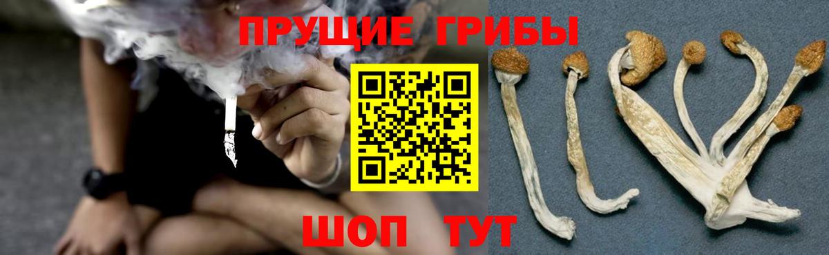 Псилоцибиновые грибы Psilocybine cubensis  наркошоп  Гусев  Вход с VPN 